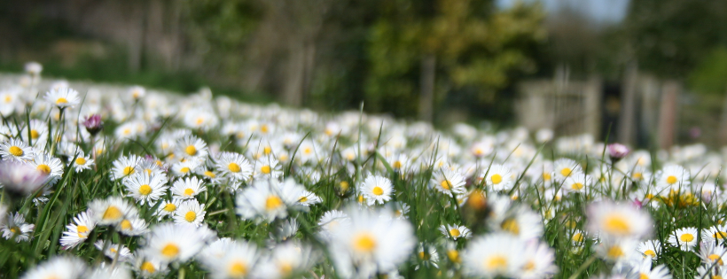 CPRE Kent, the countryside charity