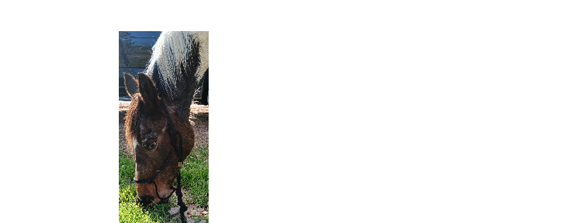 Serenity Stables