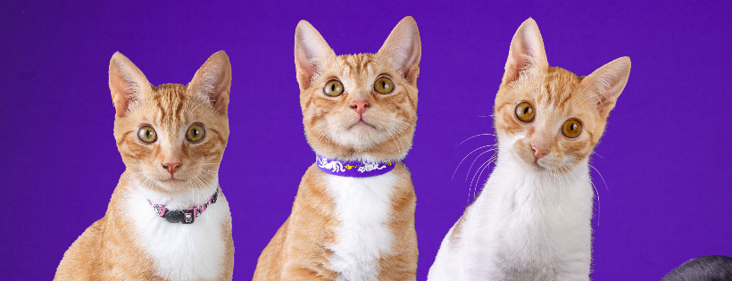 Animal Friends Rescue Project