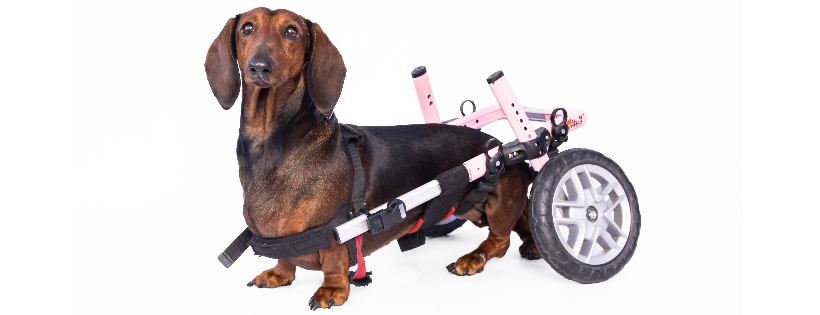 Devoted 2 Dachshunds Rescue Inc