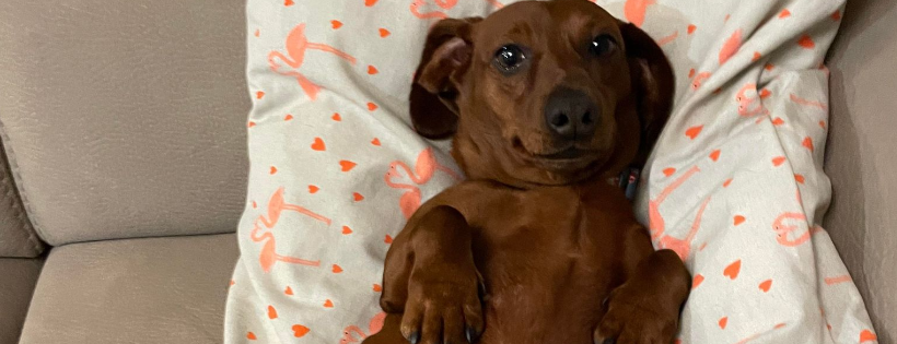 Dog Meat Trade Dachshund Rescue & Support Group