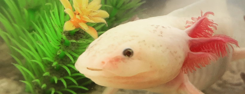 EARPS Exotic Animal Rescue