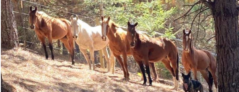 Bodega Meadows Horse Sanctuary