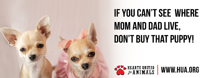 Hearts United for Animals