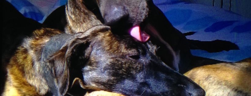 Luckypaws Trust Animal Welfare Charity