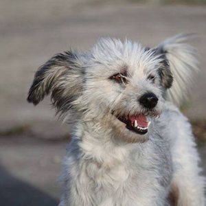 Santerpaws Bulgarian Rescue Logo