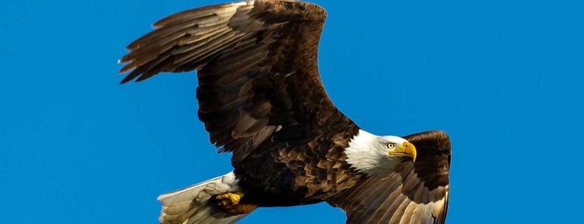 Rocky Mountain Raptor Program