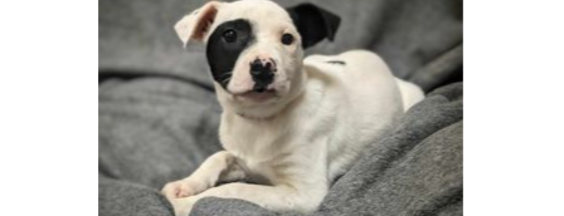 Sumter Humane Society, Inc.