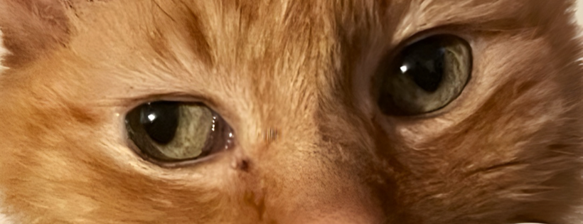 Care4Cats Rescue - Teesside and North Yorkshire