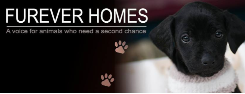 Furever Homes