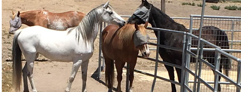 Happy Endings Animal Rescue Sanctuary
