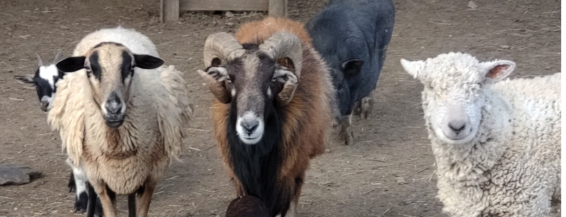 Tiny Hooves Rescue and Petting Zoo