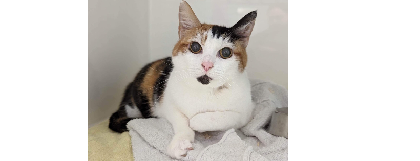 Consett Cat Rescue