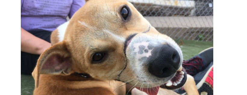 Rescued Pets Are Wonderful