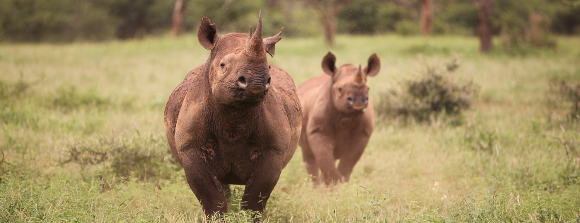Save African Rhino Foundation