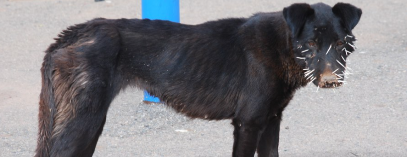 Soul Dog Rescue