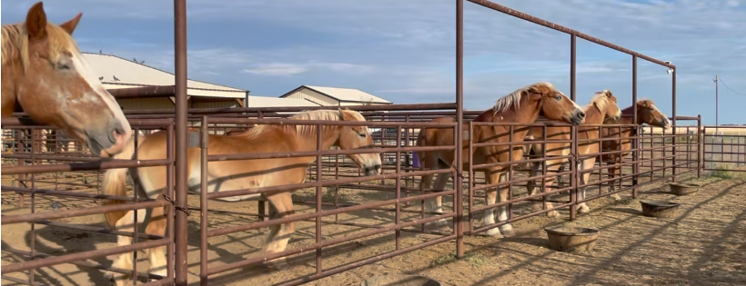 Big Hoof Foundation