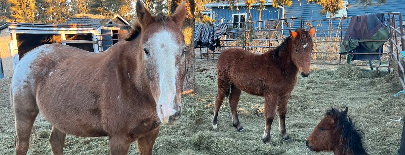 Hopeful hooves equine rescue society