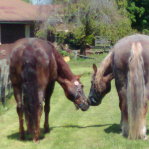 No Horse Left Behind Equine Rescue Logo