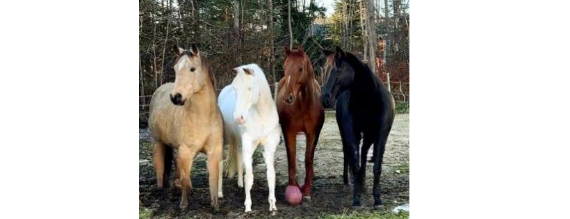 IHERC Animal Rescue Centre & Sanctuary