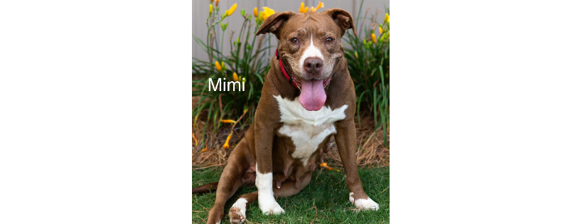 Jasper County Humane Society, Inc