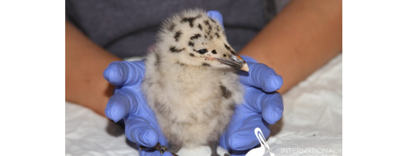 International Bird Rescue
