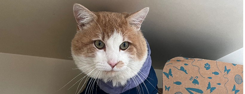 Snake River Animal Shelter