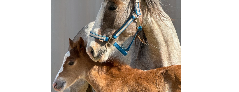 Triple J Horse Haven