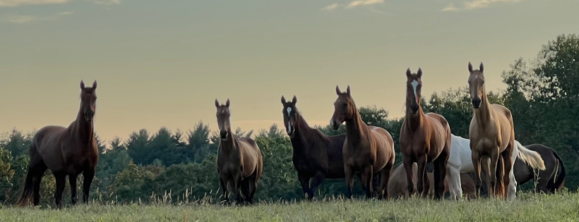 Akhal-Teke Foundation
