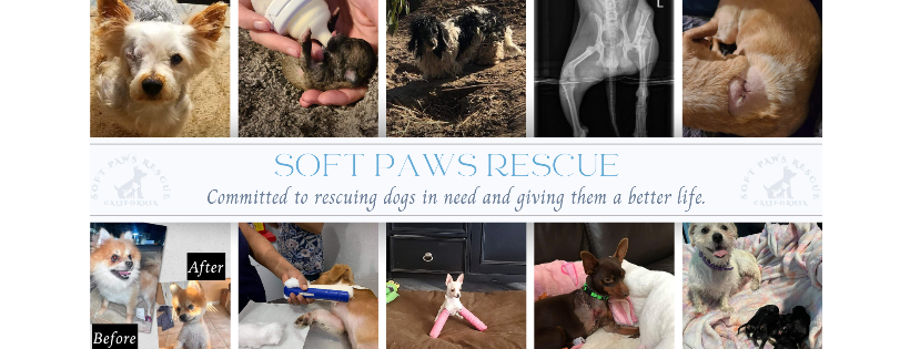 Soft Paws Rescue