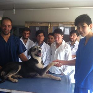 Nowzad Logo