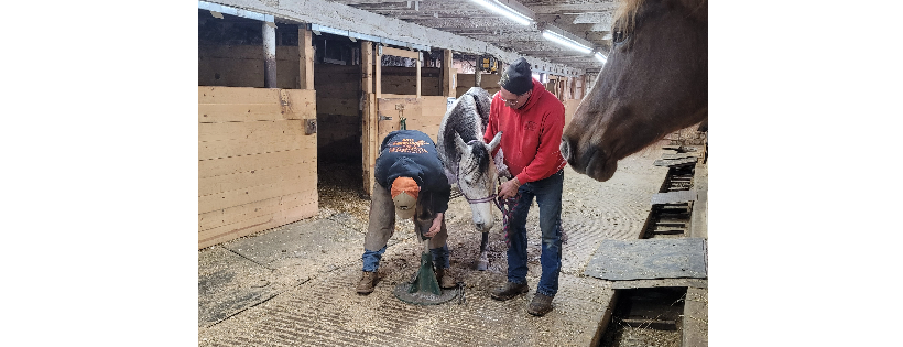 Maple Grove Horse Sanctuary