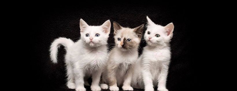 Perth Rescue Angels