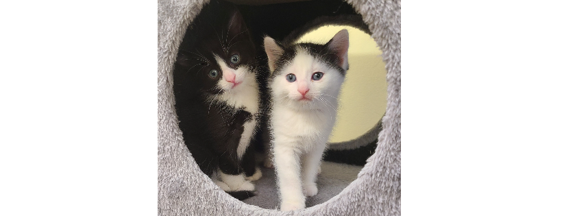 DunRoamin' Stray and Rescue
