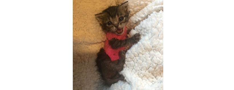Mumma’s Here Now Neonatal Rescue