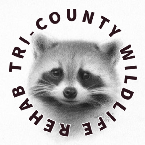 Tri-County wildlife rehab
