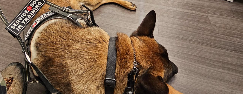 Caddo K9 Academy