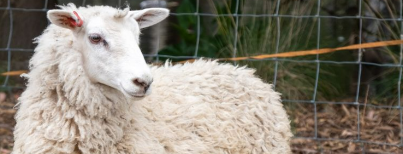 Lamb Care Australia Inc