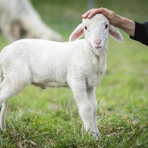 Little Oak Sanctuary Incorporated