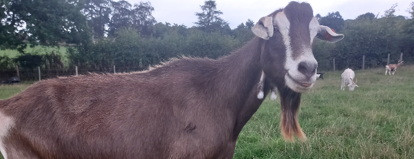 Goatsgalore Animal Sanctuary