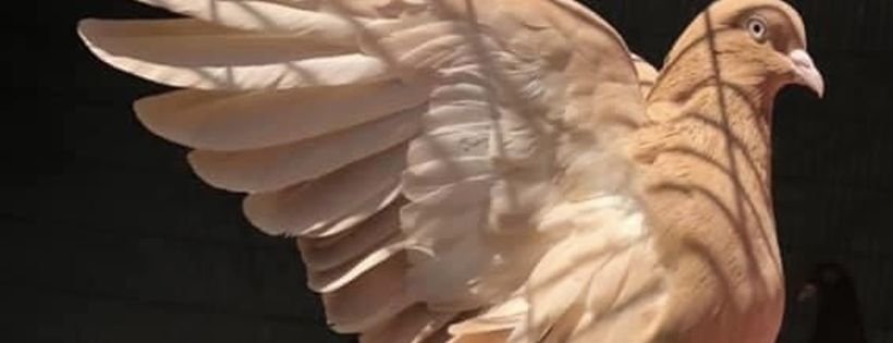Palomacy Pigeon & Dove Adoptions