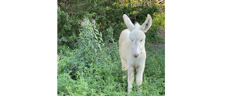 Peaceful Pastures Donkey Rescue
