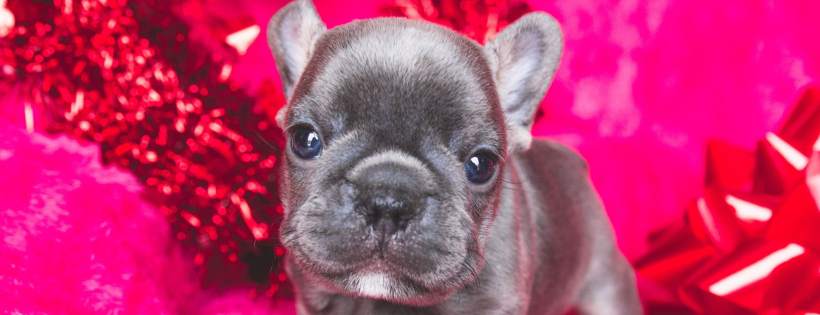 Fur-Ever Able Dog Rescue and Rehab - Canada
