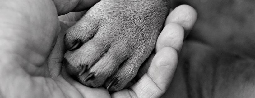 Animal Food Bank