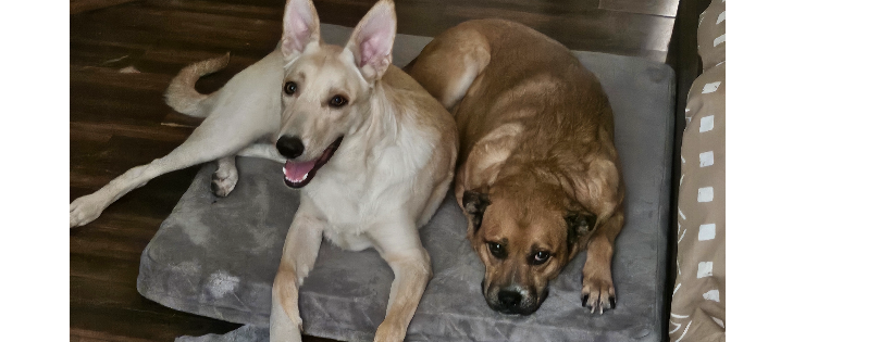 Arf-Anage Dog Rescue