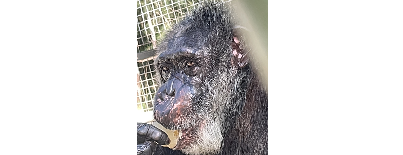 Suncoast Primate Sanctuary Foundation Inc.