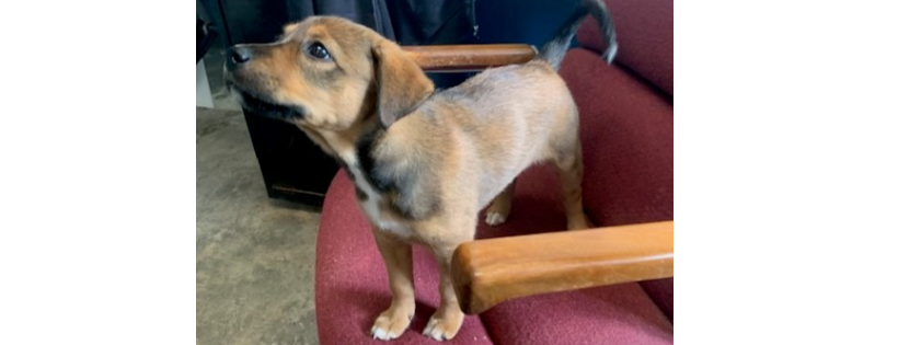 Ozark Animal Shelter
