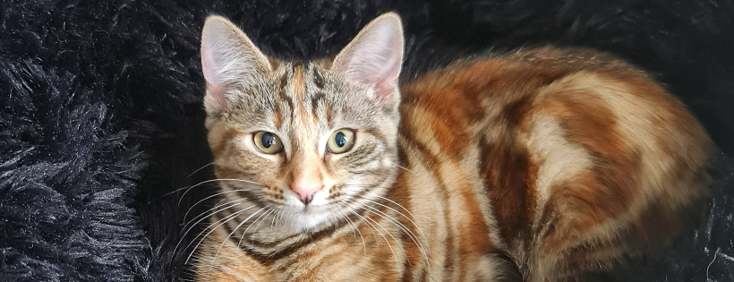 Romeo’s Cat Rescue