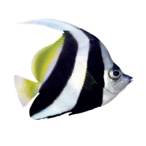 Great Barrier Reef Foundation