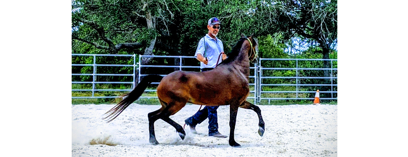 South West Florida Horse Rescue, Inc.